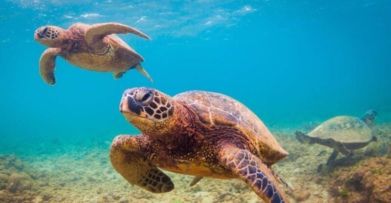 Maui Beach / Shoreline Snorkel - Key Points