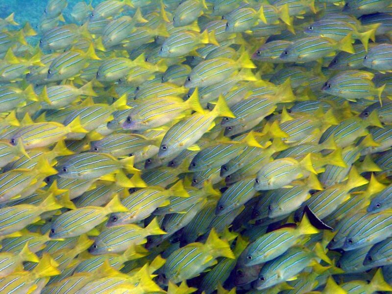 Maui Beach / Shoreline Snorkel - No Transportation or Food Included