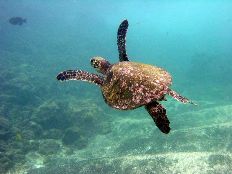 Maui Beach / Shoreline Snorkel - What Sets This Tour Apart From Others