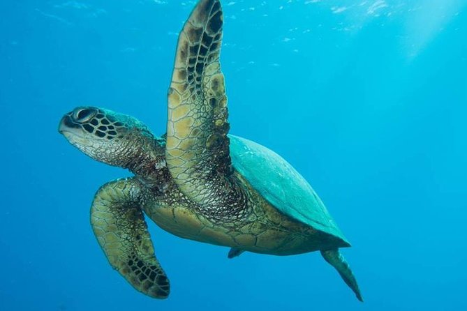 Maui Certified Shore Diving from Lahaina - Discover Maui’s Underwater World with Certified Shore Diving from Lahaina