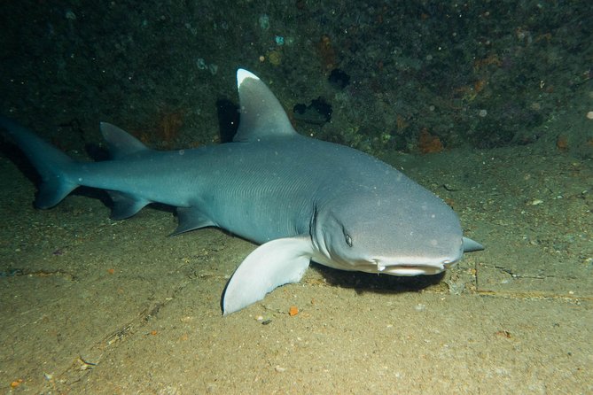 Maui Certified Shore Diving from Lahaina - Requirements and Restrictions for Participants