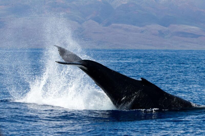 Maui: Deluxe Whale Watch Sail & Lunch from Ma`alaea Harbor - Key Points