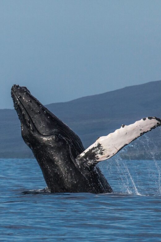 Maui: Deluxe Whale Watch Sail & Lunch from Ma`alaea Harbor - Eco-Friendly Approach and Supporting Ocean Conservation