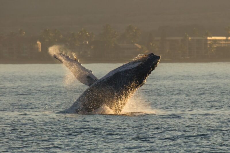 Maui: Deluxe Whale Watch Sail & Lunch from Ma`alaea Harbor - Maui Whale Watching with a Family-Friendly Touch