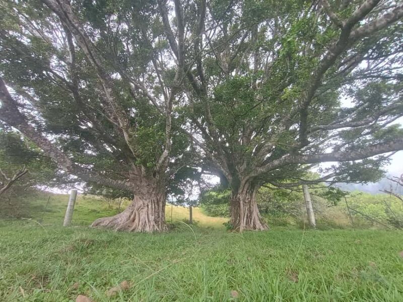 Maui: East Side Hiking Tour - Maui: East Side Hiking Tour – a 5-hour adventure for nature lovers