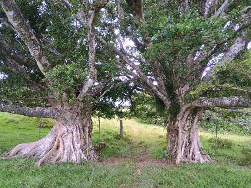 Maui: East Side Hiking Tour - Visiting the Keanae Arboretum and its native Hawaiian plants