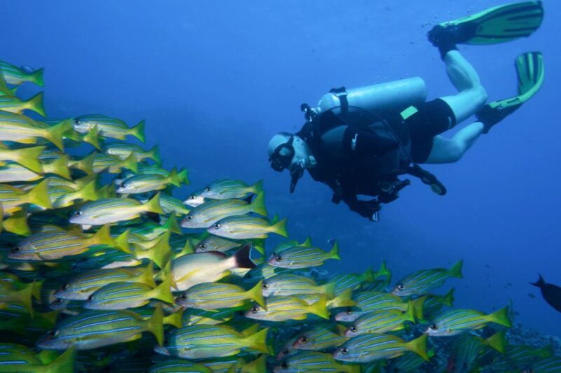 Maui: Eco-Friendly Conservation Scuba Dive Certified Divers - Developing Practical Skills for Marine Conservation