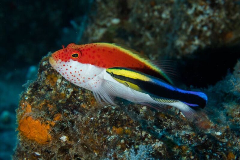 Maui: Eco-Friendly Conservation Scuba Dive Certified Divers - The Marine Environment of Lahaina: Coral Reefs & Tropical Fish