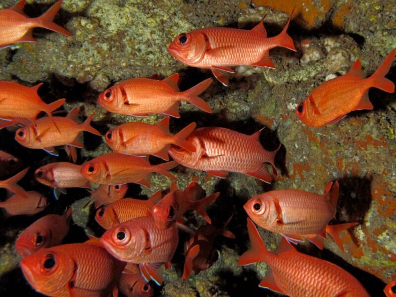 Maui: Eco-Friendly Conservation Scuba Dive Certified Divers - Logistical Details and Booking Flexibility