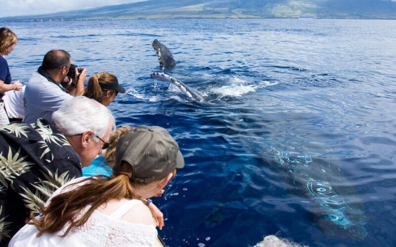 Maui: Eco-Friendly Whale Watching Tour from Ma'alaea Harbor - Key Points