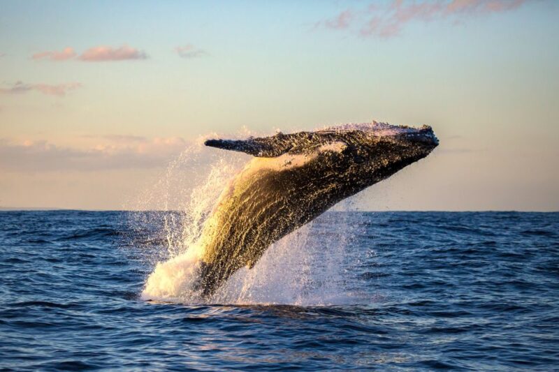 Maui: Eco-Friendly Whale Watching Tour from Ma'alaea Harbor - Marine Naturalists Lead the Way in Maui Whale Watching