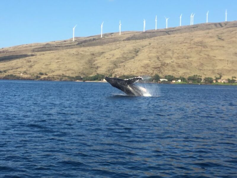 Maui: Eco-Friendly Whale Watching Tour from Ma'alaea Harbor - The Boat and Viewing Experience