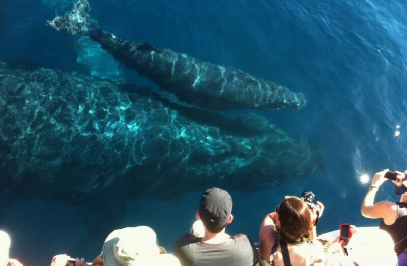 Maui: Eco-Friendly Whale Watching Tour from Ma'alaea Harbor - What You See During the Tour