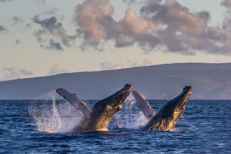 Maui: Eco-Friendly Whale Watching Tour from Ma'alaea Harbor - Family-Friendly Features and Educational Tools