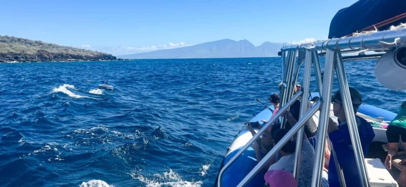 Maui: Eco-Raft Dolphin Watch Tour with Snacks - Key Points