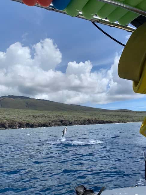 Maui: Eco-Raft Dolphin Watch Tour with Snacks - The Experience of Viewing Marine Life from the Water