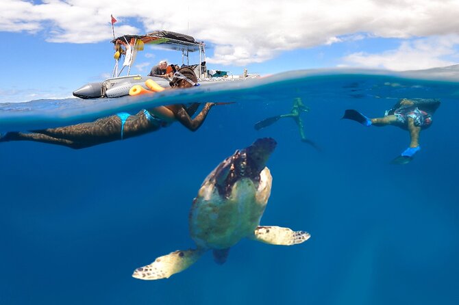 Maui Eco-Raft: Turtle Snorkel + Whale Watch Tour (*New 2n1 ) - Discover Maui’s Marine Wildlife on the Eco-Raft Tour
