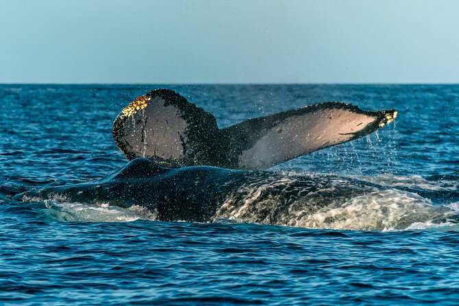 Maui Eco-Raft: Turtle Snorkel + Whale Watch Tour (*New 2n1 ) - Snorkeling at Beginner-Friendly Spots on Maui or Lanai