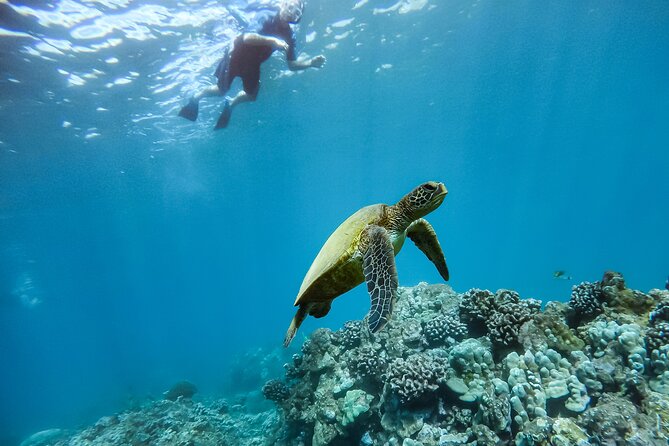 Maui Eco-Raft: Turtle Snorkel + Whale Watch Tour (*New 2n1 ) - Food, Drinks, and Small-Group Comforts