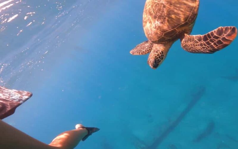 Maui Eco Raft: Turtle Snorkel + Whale Watch(Semi-Private) - Snorkeling Locations and Marine Encounters
