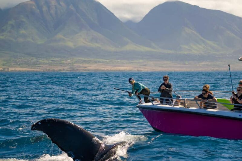 Maui: Epic Small Group Whale Watch - Starting Point and Meeting Logistics at Cannery Mall