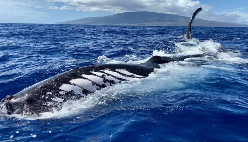 Maui: Epic Small Group Whale Watch - What to Expect During the 2-Hour Tour