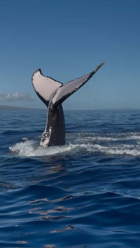 Maui: Epic Small Group Whale Watch - The Importance of Small Group Sizes