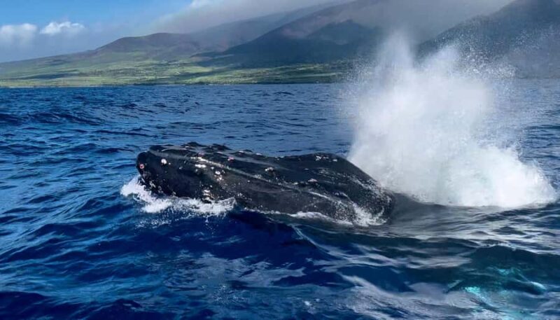 Maui: Epic Small Group Whale Watch - Listening to Whale Songs with a Hydrophone