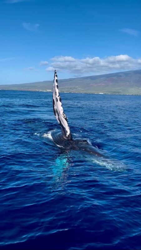 Maui: Epic Small Group Whale Watch - The Friendly, Experienced Crew