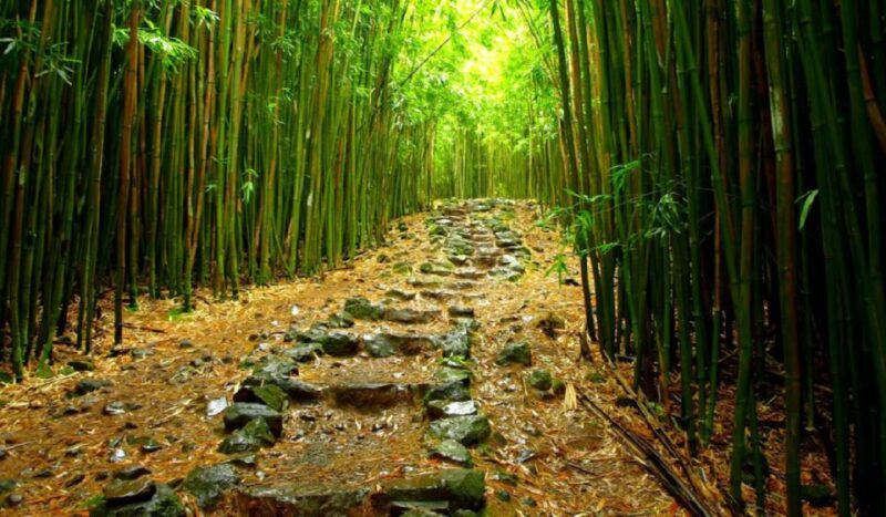 Maui: Full Day Hiking Tour with Lunch - The 4.5-Mile Hike Through East Maui’s Rainforest