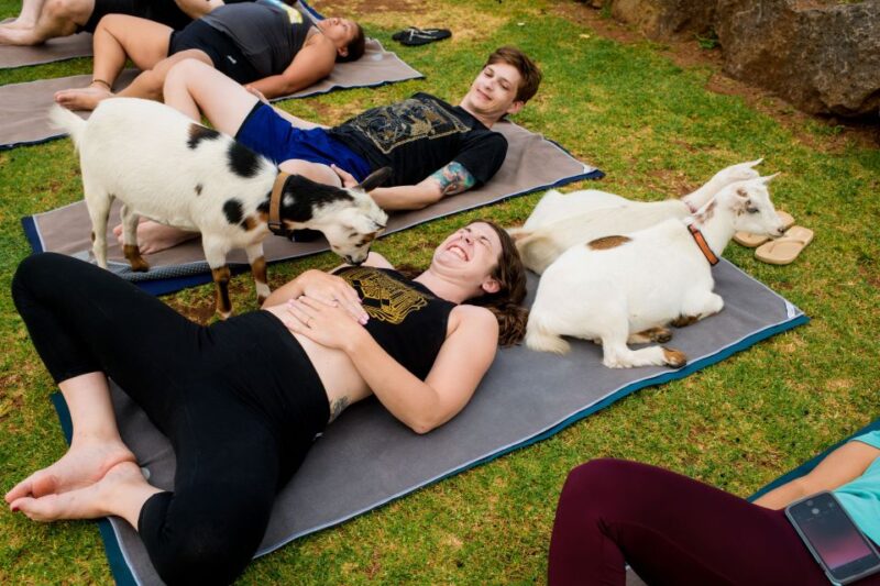 Maui Goat Yoga with Miniature Goats - Maui Goat Yoga with Miniature Goats: A Unique Yoga Experience in Hawaii