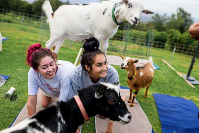 Maui Goat Yoga with Miniature Goats - Key Points