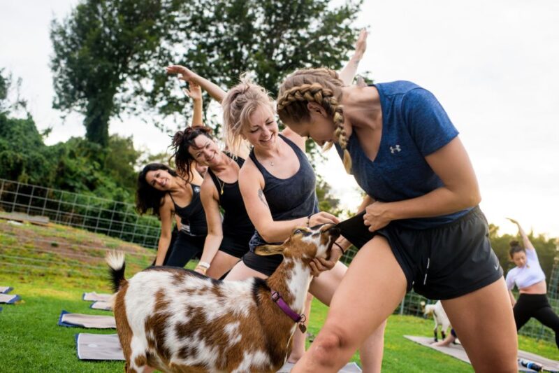 Maui Goat Yoga with Miniature Goats - The Scenic Setting and Coastline Views