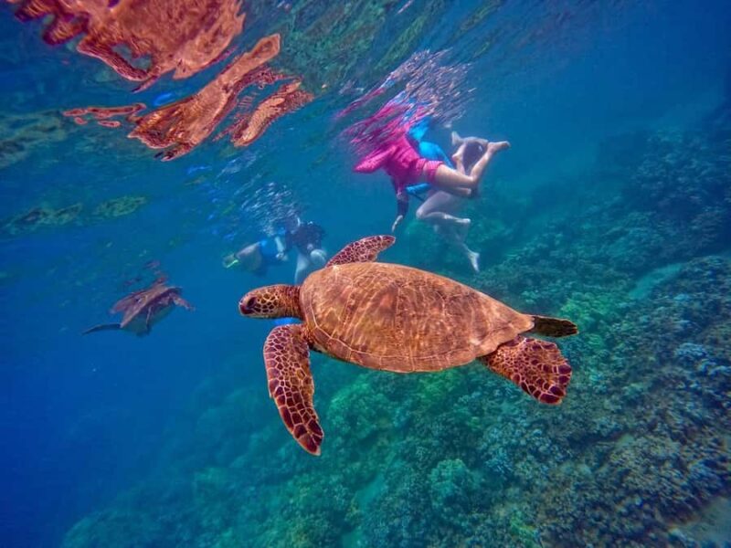 Maui: Guided Snorkeling for Beginners with Flotation Wetsuit - Practical Details and Requirements