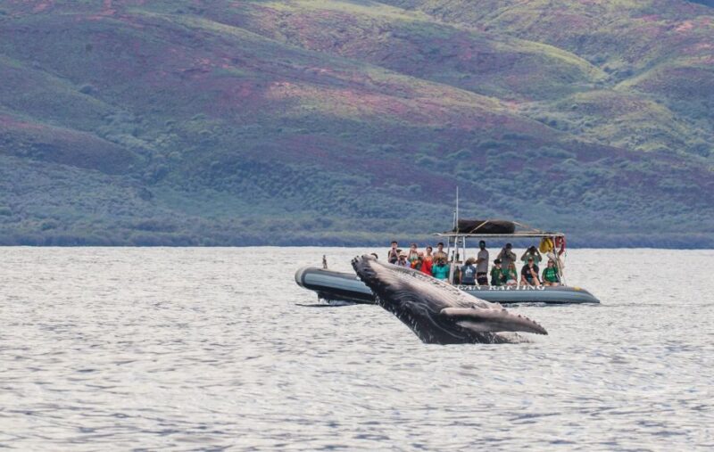Maui: Guided Whale Watching Tour on Eco Raft - Discover Maui’s Whale Habitat on an Eco-Friendly Raft