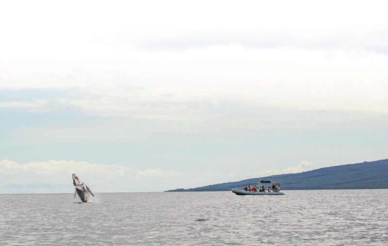 Maui: Guided Whale Watching Tour on Eco Raft - Viewing Maui’s Humpback Whales in Their Natural Environment