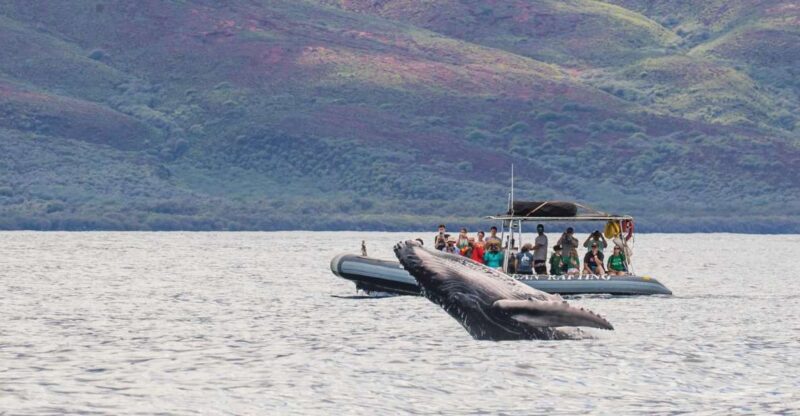 Maui: Guided Whale Watching Tour on Eco Raft - What You Need to Bring for a Comfortable Trip