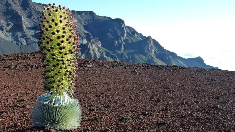 Maui: Haleakala Sunrise Tour with Pick-up - Practical Details and Accessibility
