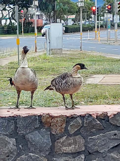 Maui: Halfway to Hana Black Sand Beach & Turtles Tour - Is This Tour Suitable for Everyone?