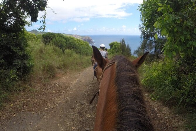 Maui Horseback Adventure at Circle M Ranch With Real Cowboys - Rainforest Trekking Through West Maui