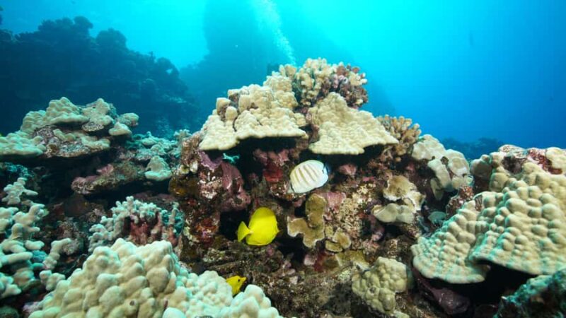 Maui: Intro to Scuba Diving from Shore - Lahaina - Key Points