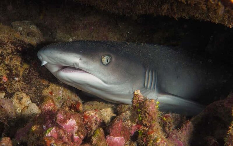 Maui: Intro to Scuba Diving from Shore - Lahaina - Who Should Consider This Maui Shore Dive?