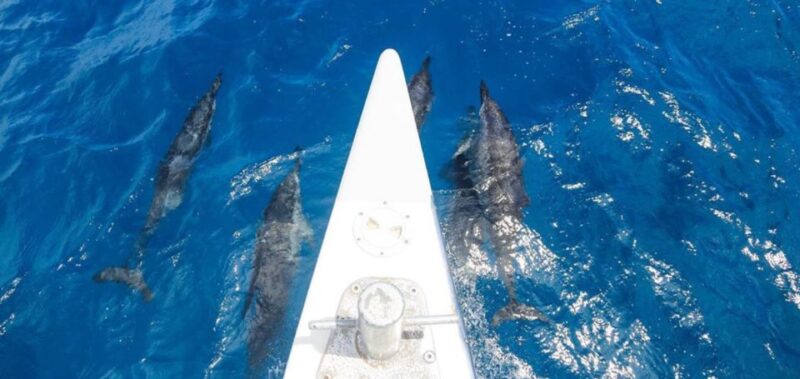 Maui: Kaanapali Beach 5-hr Snorkel w/ BBQ Lunch & Open Bar - What’s Included and What to Bring