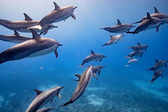 Maui-Lanai EcoRaft Tour: Snorkel or Dolphin Watch (Semi-Private) - Key Points