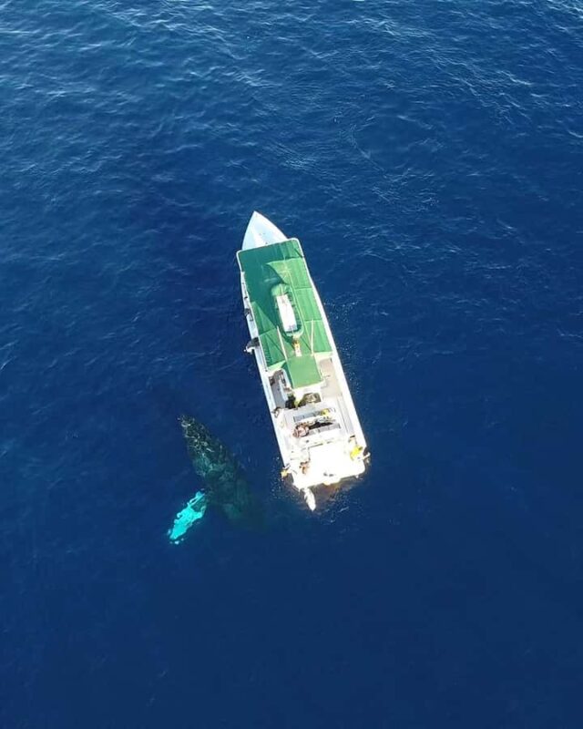 Maui: Lanai Island Snorkeling Tour with Snacks & Drinks - Navigating the Marine Life Around Maui and Lanai Island