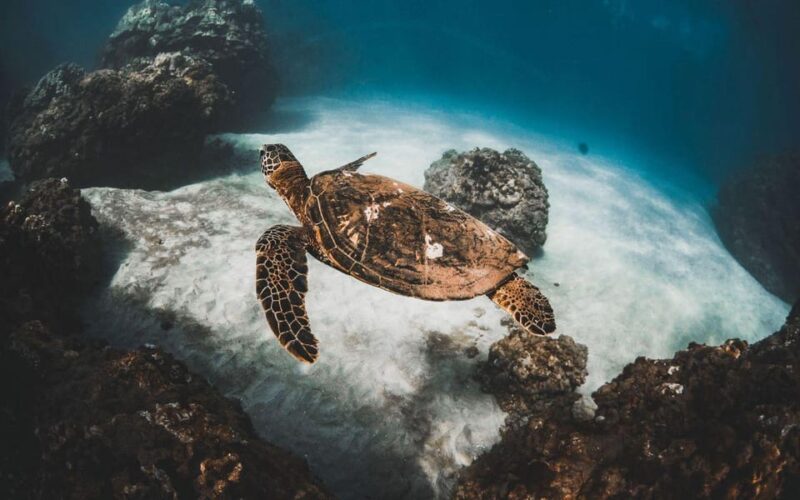 Maui: Luxury Catamaran Turtles & Tacos Snorkel - Timing, Pacing, and What to Bring