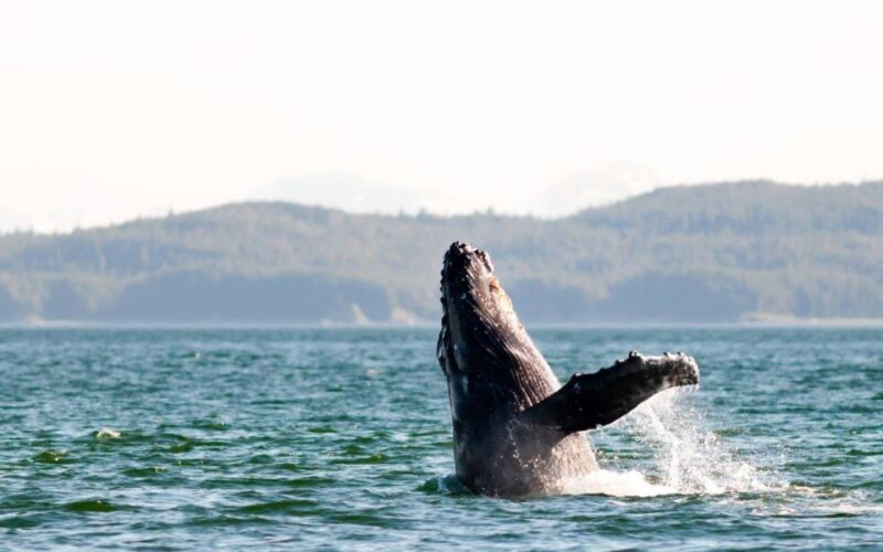 Maui: Luxury Catamaran Whale Watch & Sail - Key Points