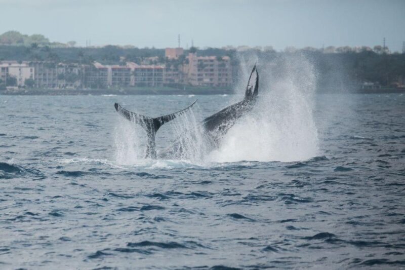 Maui: Luxury Catamaran Whale Watch & Sail - Expert Guidance and Whale Behavior Insights