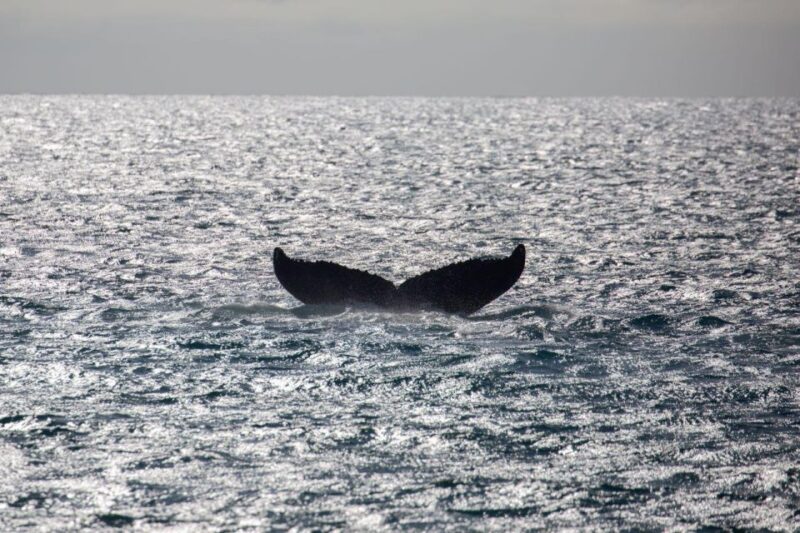 Maui: Luxury Catamaran Whale Watch & Sail - Hearing Whale Songs Through the Hydrophone
