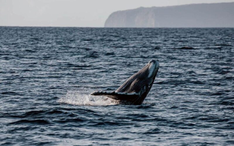 Maui: Luxury Catamaran Whale Watch & Sail - The Professional Photographer and Photo Opportunities